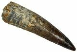 Fossil Spinosaurus Tooth - Real Dinosaur Tooth #355729-1